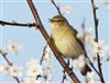 Chiffchaff