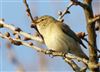 Chiffchaff