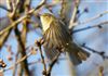 Chiffchaff