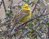 Yellowhammer