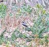 Photo of Wheatear at Little Marlow - Emmetts Fields, Buckinghamshire. Taken by Tony James on 25th March 2025.