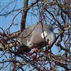 Woodpigeon