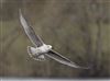 Herring Gull