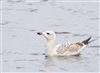 Herring Gull