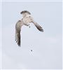 Herring Gull