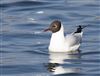 Black-headed Gull