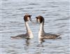 Great Crested Grebe