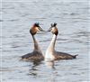 Great Crested Grebe