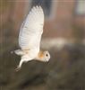 Barn Owl