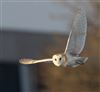 Barn Owl