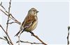 Linnet