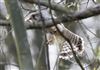 Kestrel