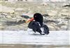 Oystercatcher