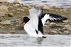 Oystercatcher
