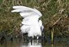 Little Egret