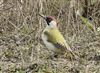 Green Woodpecker