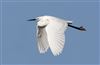 Little Egret