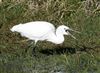 Little Egret