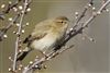 Chiffchaff