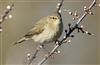 Chiffchaff