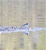 Little Ringed Plover