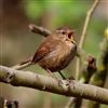 Wren