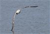 Herring Gull