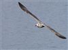 Herring Gull