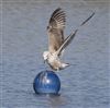 Herring Gull