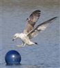 Herring Gull