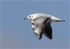 Black-headed Gull