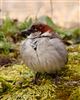 House Sparrow