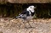Pied Wagtail