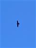 Raven