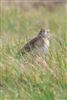 Photo of Richard's Pipit at Newport Pagnell, Newport Pagnell, Buckinghamshire. Taken by Matt Milne on 21st February 2025.