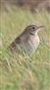 Photo of Richard's Pipit at Newport Pagnell, Newport Pagnell, Buckinghamshire. Taken by Matt Milne on 21st February 2025.