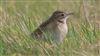 Photo of Richard's Pipit at Newport Pagnell, Newport Pagnell, Buckinghamshire. Taken by Matt Milne on 21st February 2025.
