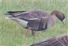White-fronted Goose