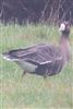 White-fronted Goose