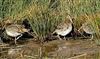Snipe