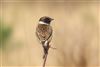 Stonechat