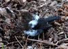 Blackbird