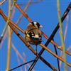 Goldfinch