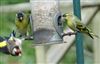 Siskin