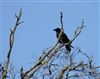 Raven