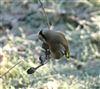 Goldfinch