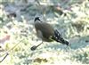 Goldfinch