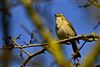 Chiffchaff