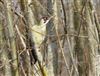 Green Woodpecker