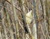 Green Woodpecker